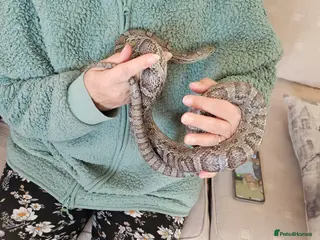 Corn Snake reptiles Friendly corn snake, vivarium with full set up - Advert 7