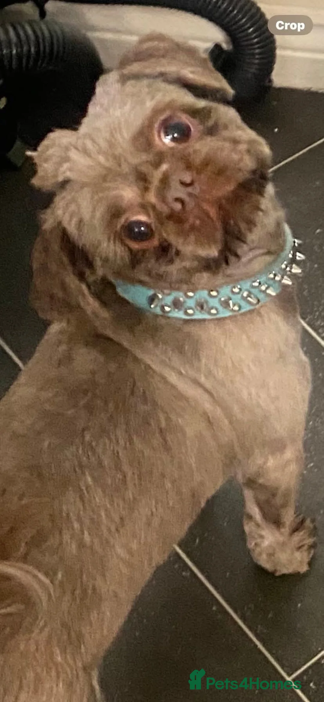 Shih Tzu dogs for sale: Shih Tzu Puppies For Sale - - Advert 7