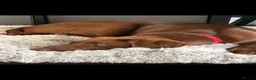 Labrador Retriever dogs for sale: Female chocolate Labrador  - Advert 2