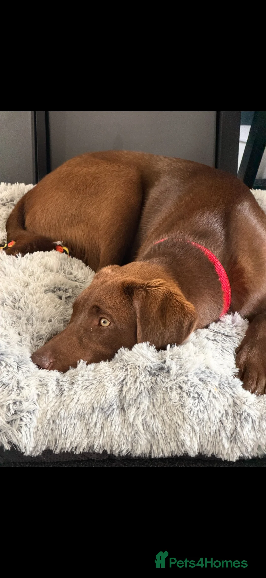 Labrador Retriever dogs for sale: Female chocolate Labrador  - Advert 2