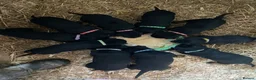 Huntaway dogs for sale: Huntaway x border collie pups  - Advert 29