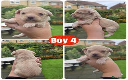 Toy Poodle dogs for sale: Stunning toy poodle puppies  - Image 7