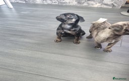 Pug dogs for sale: pug puppy - Image 3