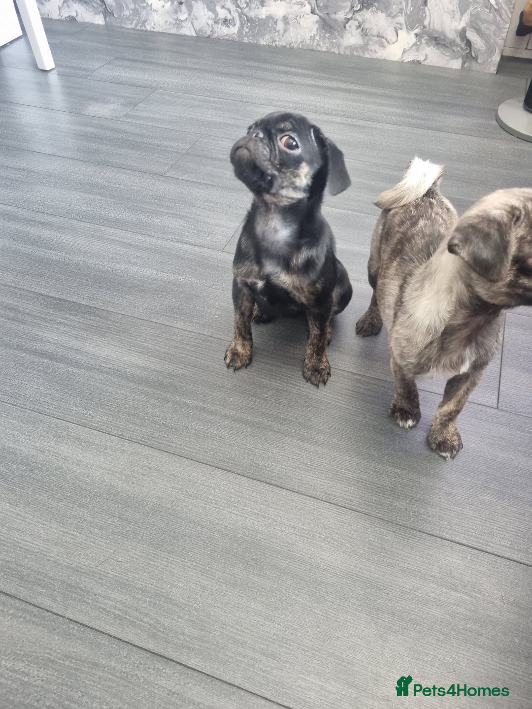 Pug dogs for sale: pug puppy - Image 3