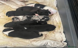 Mixed Breed dogs for sale: Aussie shepherd/staffy - Image 23