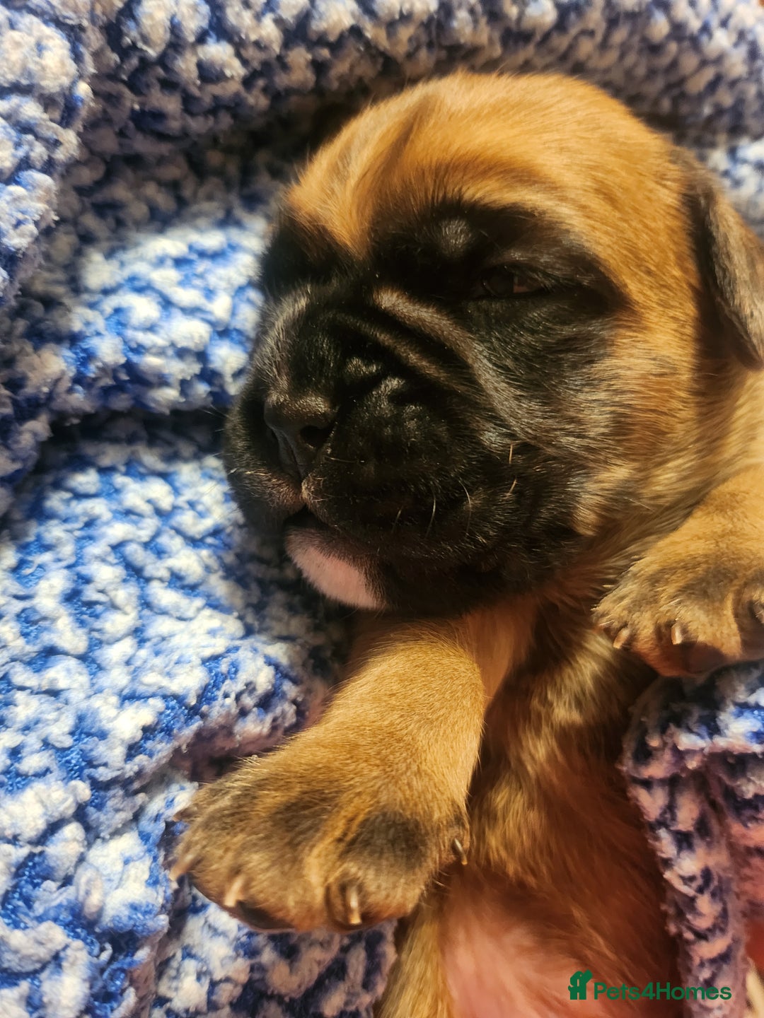 Boxer dogs for sale: 🌟KC REG BOBTAIL BOXER PUPS🌟 - Image 19