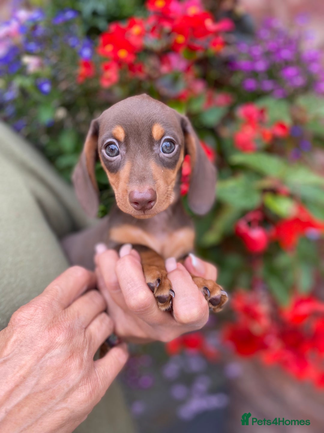 Miniature Dachshund dogs for sale: KC, PRAclear, licensed, health certificates  - Image 10