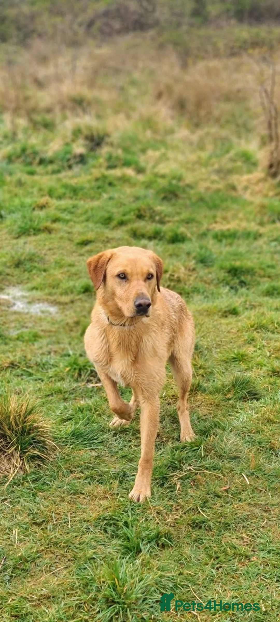 Labrador Retriever dogs for stud: FTCH/working lines 0 Hips 0 Elbows Clear 272 DNA in Doncaster - Advert 2