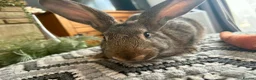Continental Giant rabbits for sale: Continental giant buck - Advert 4