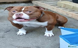 American Bully dogs for sale: Pocket American bully - Image 5
