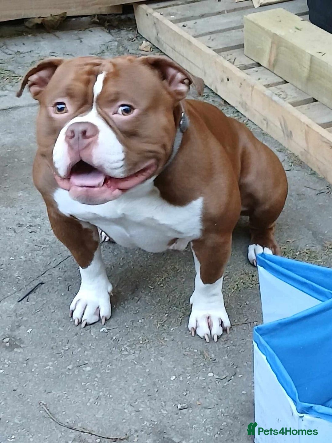 American Bully dogs for sale: Pocket American bully - Image 5