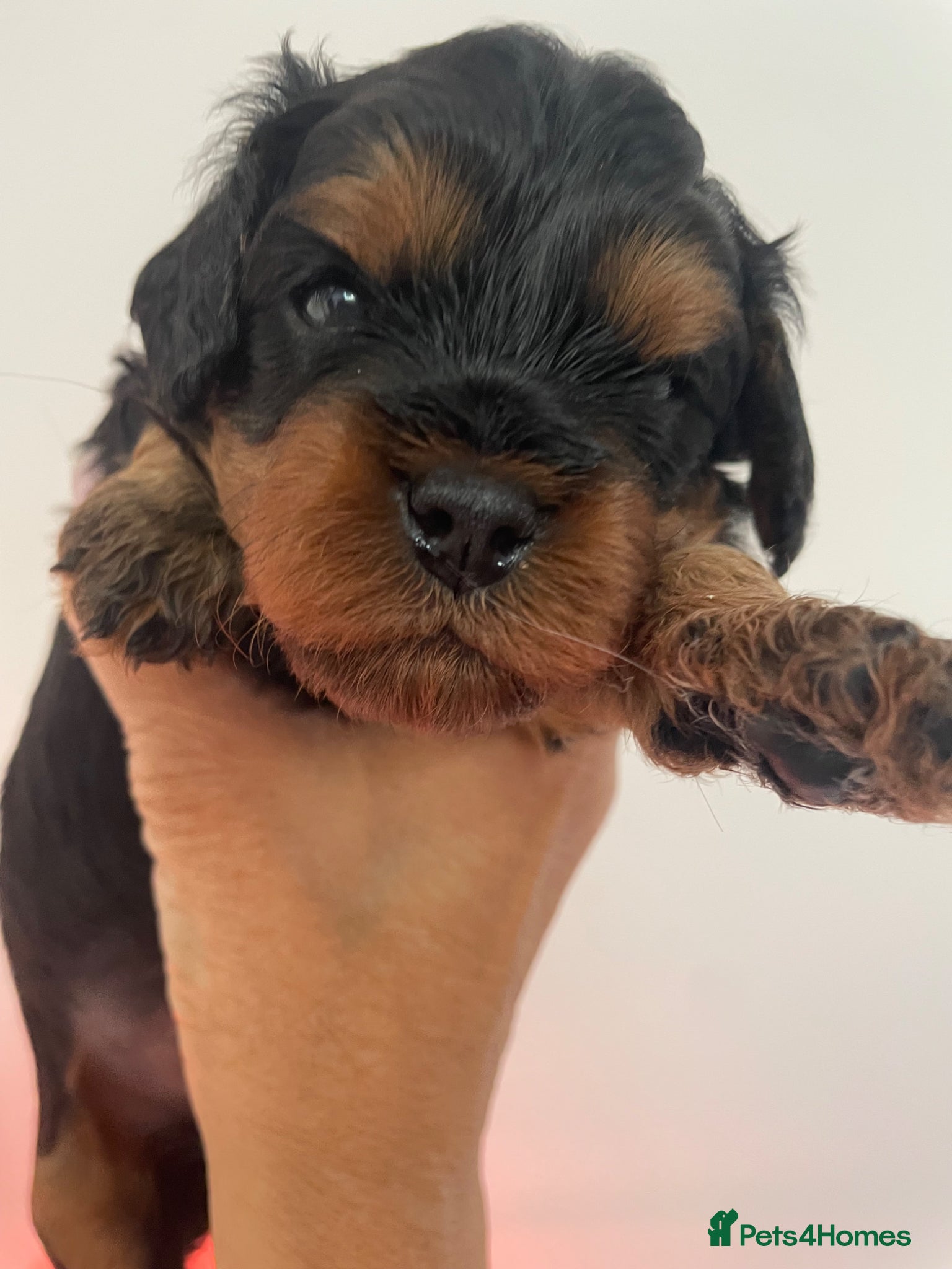 Cavapoo dogs Cavapoo pups - Advert 2