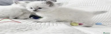Ragdoll Kitten 3 yellow