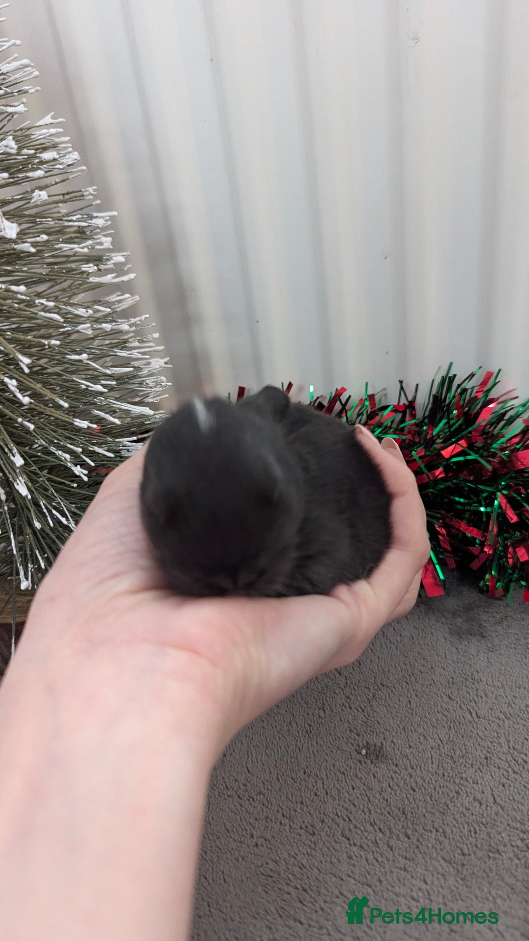 Mini Lop rabbits for sale: Mini lop babies waiting list  - Advert 9