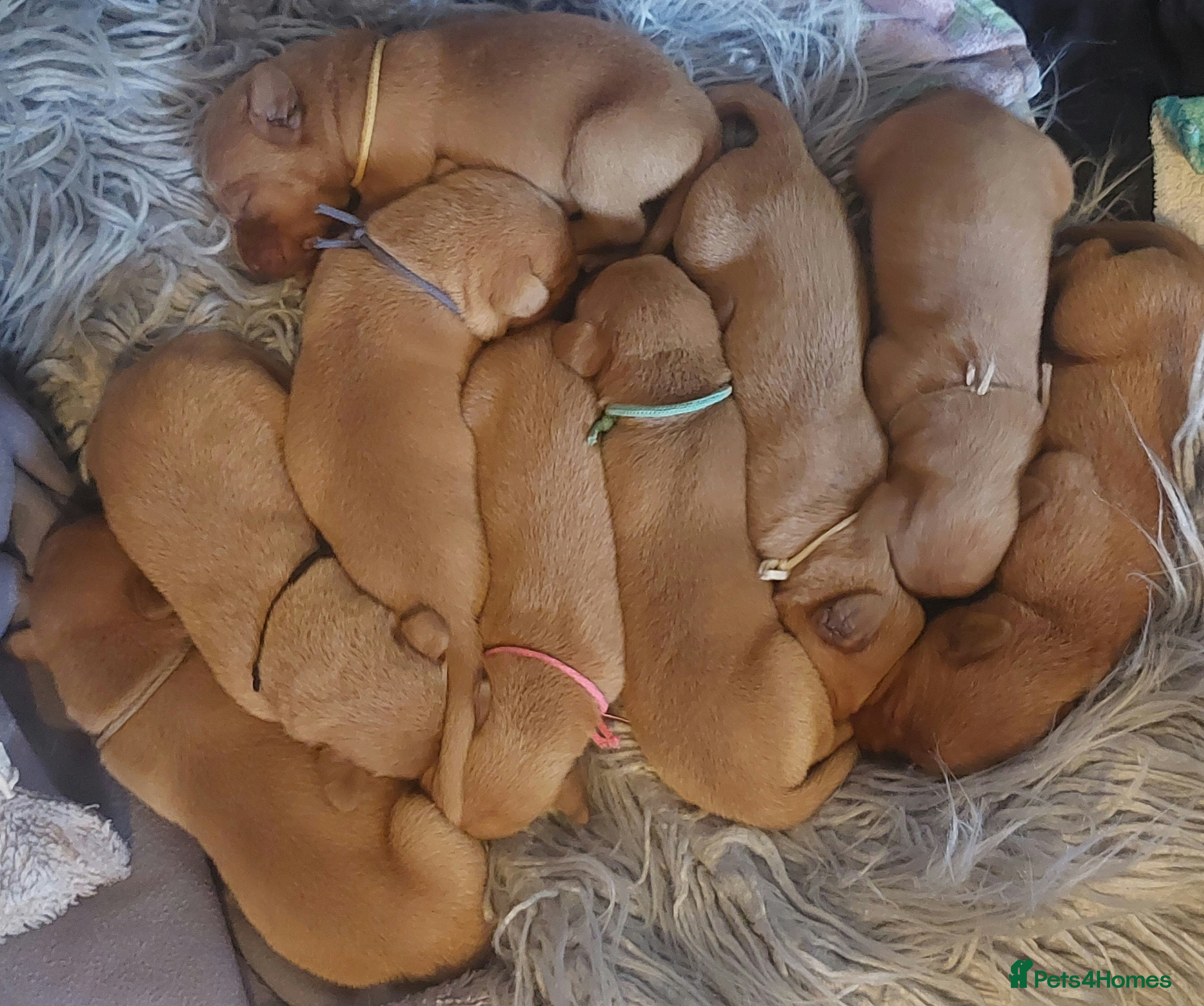 Labrador Retriever dogs KCReg FoxRed LabradorRetriver Puppies WorkingLines - Advert 13