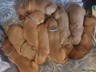 Labrador Retriever dogs KCReg FoxRed LabradorRetriver Puppies WorkingLines - Advert 14