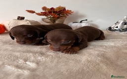 Dachshund dogs for sale: Beautiful Standard Dachshund Puppies  - Image 18