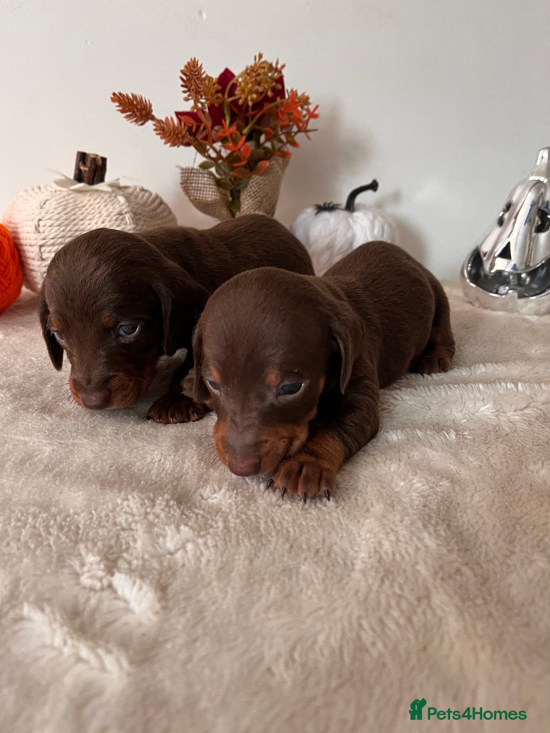 Dachshund dogs for sale: Beautiful Standard Dachshund Puppies  - Image 18