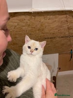 Scottish Fold cats SALE !!! LUXURY GOLDEN CHINCHILLA SCOTTISH FOLD - Advert 8