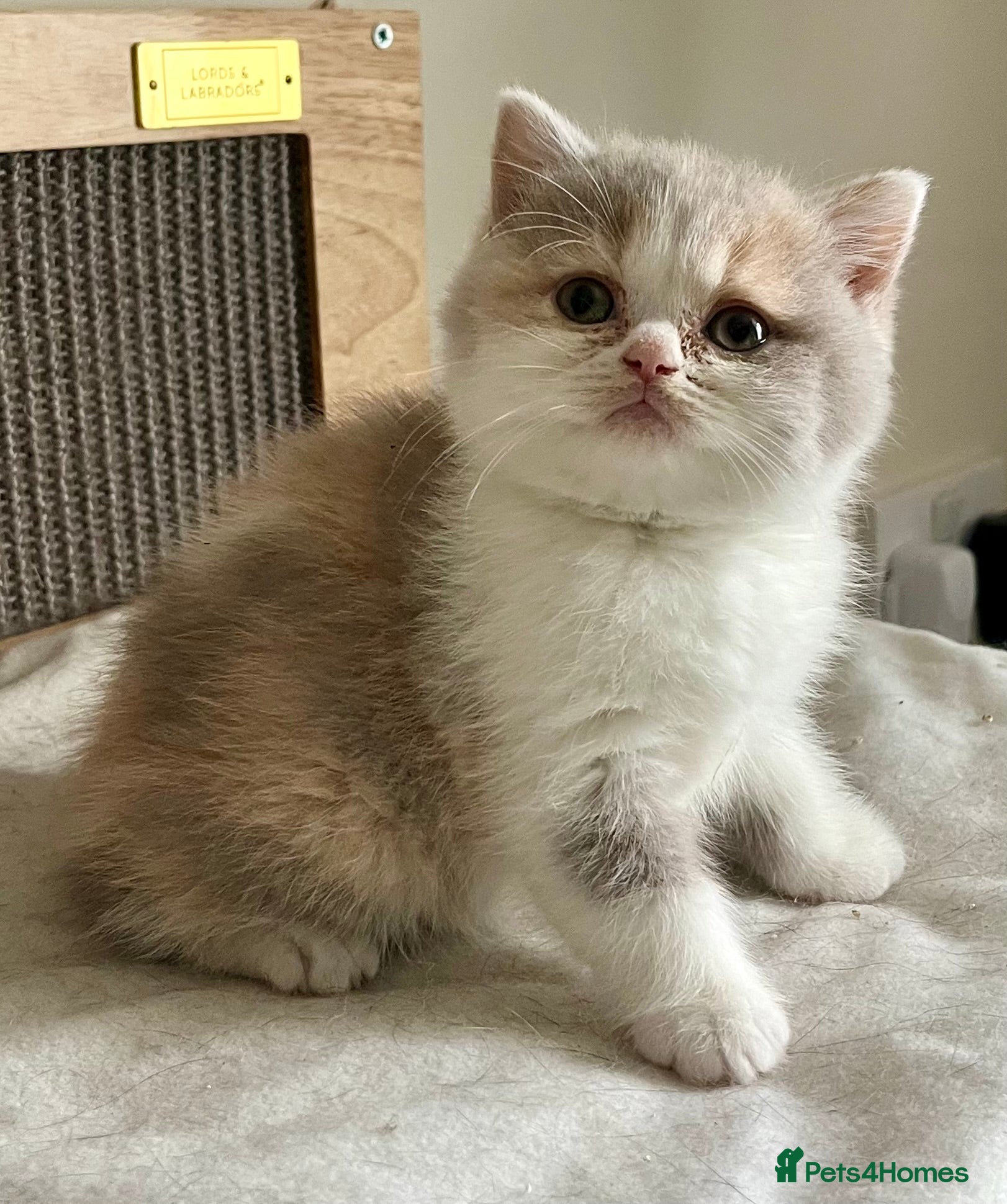 British Shorthair cats Champion Sired x2 Female BSH Kittens - Advert 18