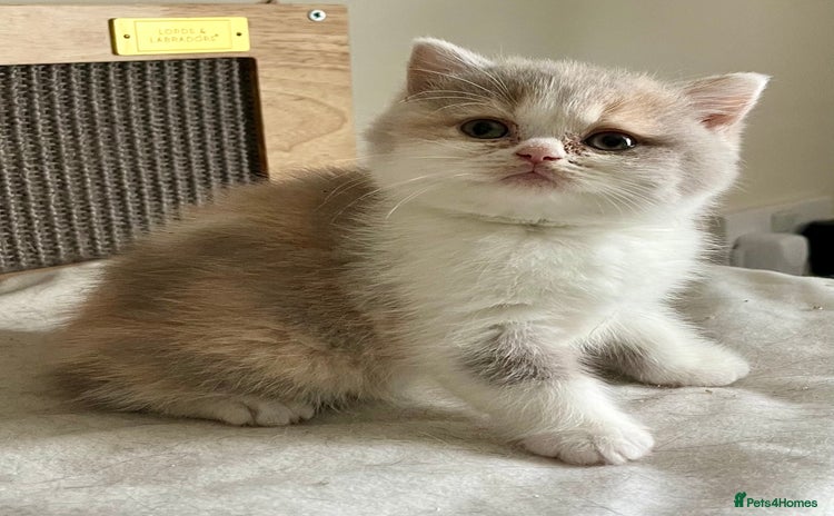 British Shorthair cats - Advert 4