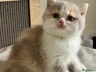 British Shorthair cats - Advert 4