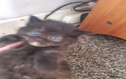 Persian cats for sale: Persian/ragdoll - Image 4