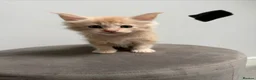 Maine Coon cats for sale: Ready now 😻 - Advert 29