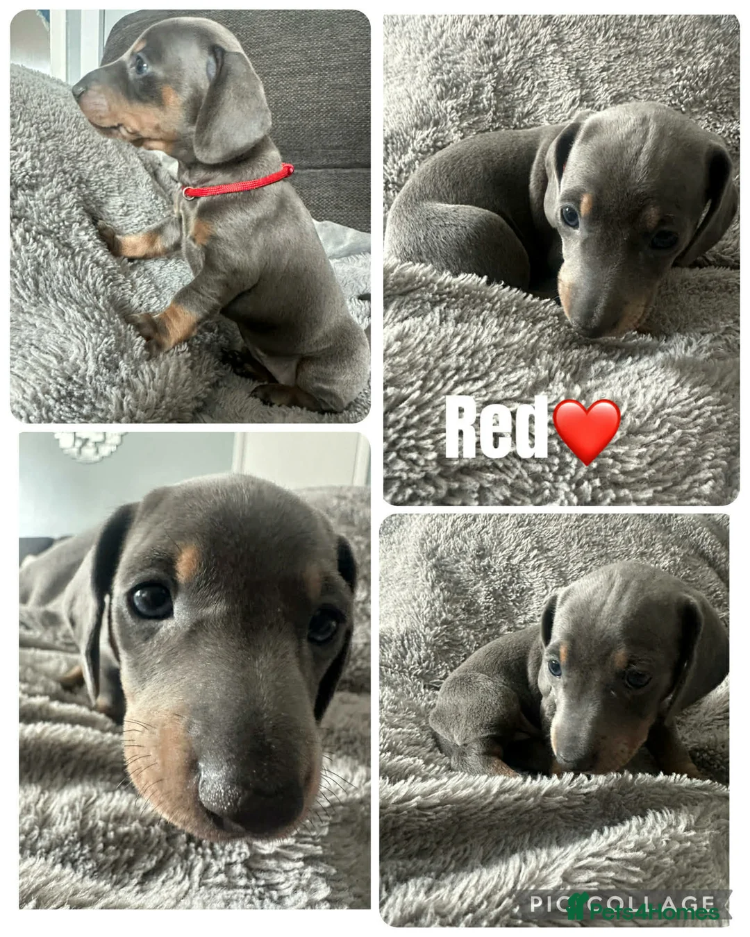 Dachshund dogs for sale: 2 blue and tan dachshund puppies  in Stoke-on-Trent - Advert 4