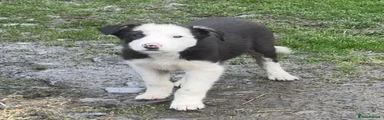 Border Collie Puppy 2