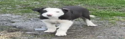 Border Collie dogs for sale: Border Collie Pups in Machynlleth - Advert 2