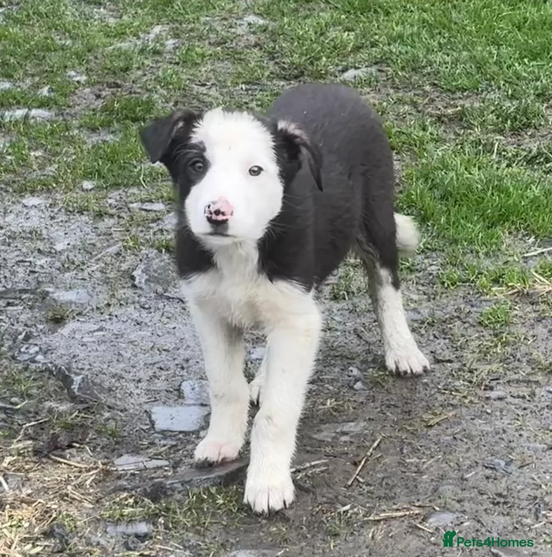 Border Collie dogs for sale: Border Collie Pups in Machynlleth - Advert 2
