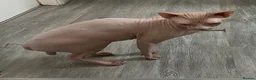 Sphynx cats for sale: Franek good for 5* home - Advert 2