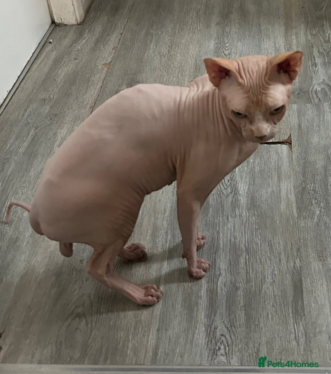 Sphynx cats for sale: Franek good for 5* home - Advert 2