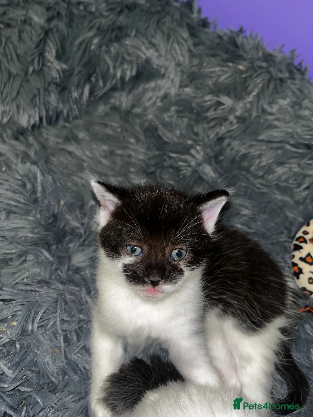 British Longhair cats for sale: Beautiful Kittens  - Advert 2