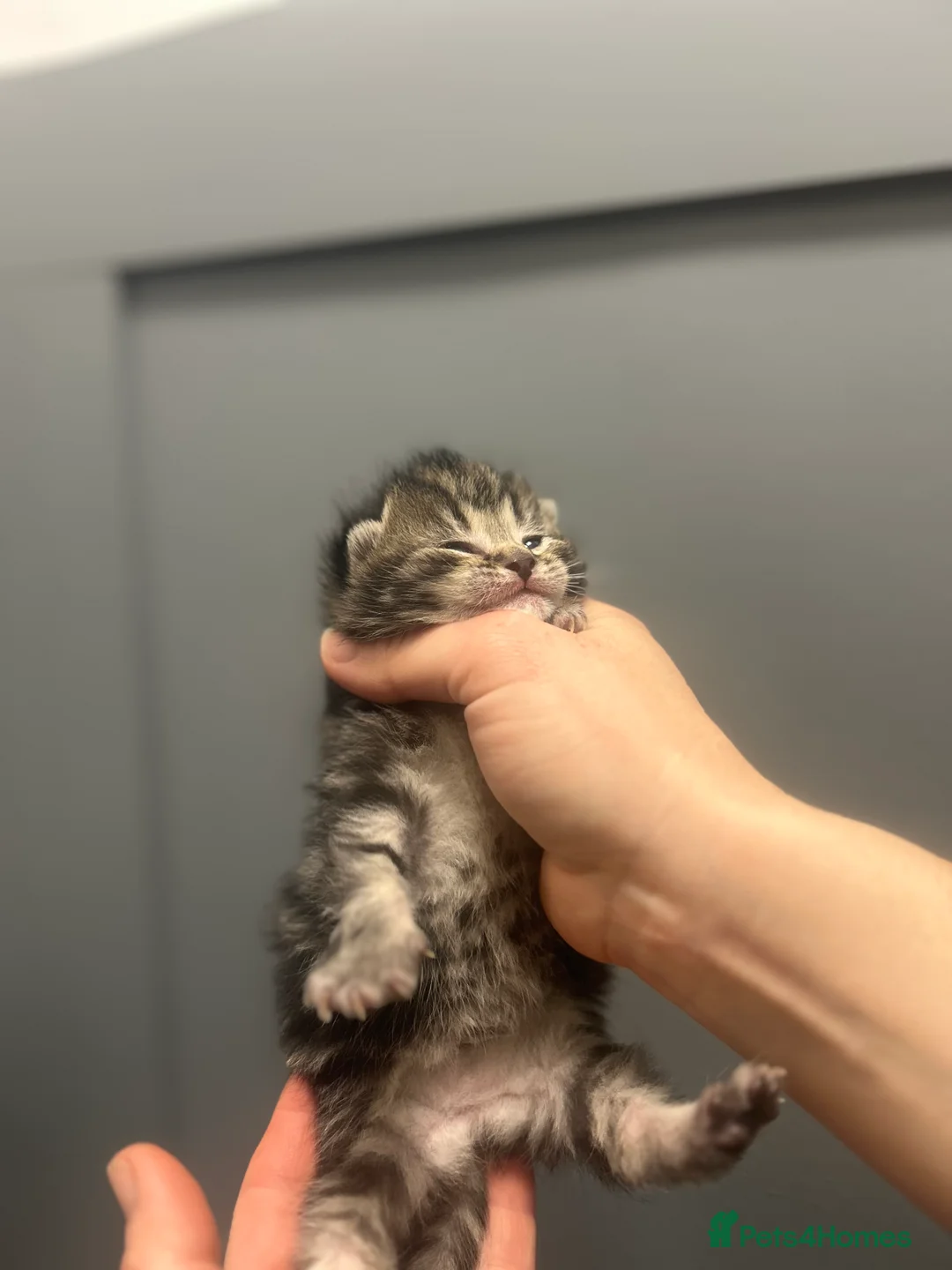 Mixed Breed cats for sale: Gorgeous kittens - Advert 3