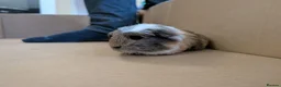 Guinea Pig rodents for sale: 2 guinea pig males  - Advert 3