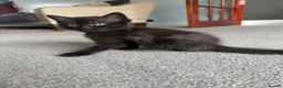 British Shorthair cats for sale: We have 2 little kittens looking for a new home  - Advert 6