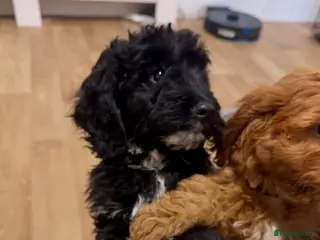 Cockapoo dogs BEAUTIFUL F1 COCKAPOO - READY NOW - Advert 1