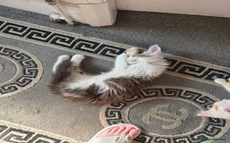 Maine Coon cats for sale: Pedigree Maine Coon kittens  in Blackpool - Image 8