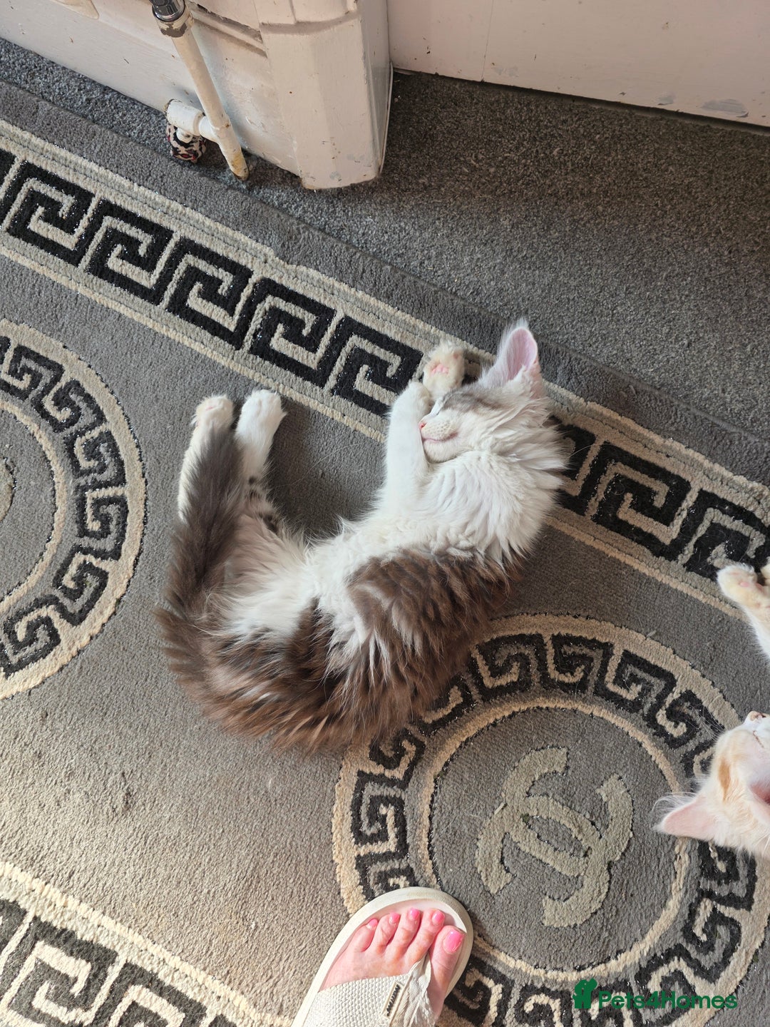 Maine Coon cats for sale: Pedigree Maine Coon kittens  in Blackpool - Image 8