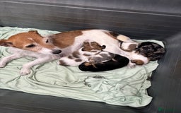 Jack Russell dogs for sale: 3 beautiful Jack Russell’s left 1 girl 2 boys  - Image 17