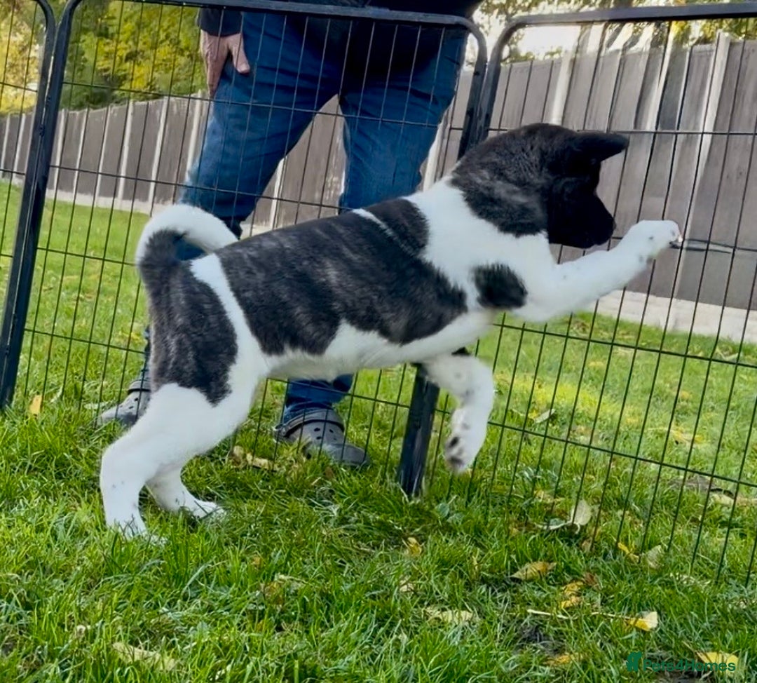 Akita dogs for sale: Quality KC Registered American Akita Puppies - Advert 31