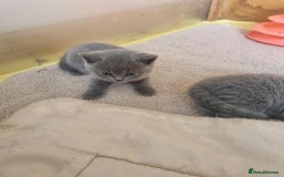 Brazilian Shorthair cats for sale: 🐾Beautiful British Shorthair Kittens 🐾 - Image 4
