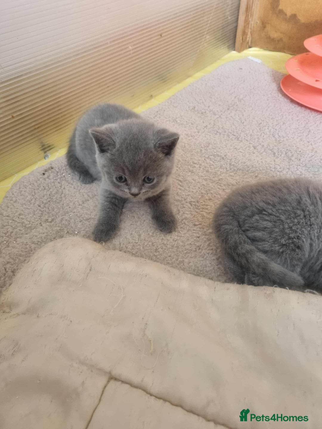 Brazilian Shorthair cats for sale: 🐾Beautiful British Shorthair Kittens 🐾 - Image 4