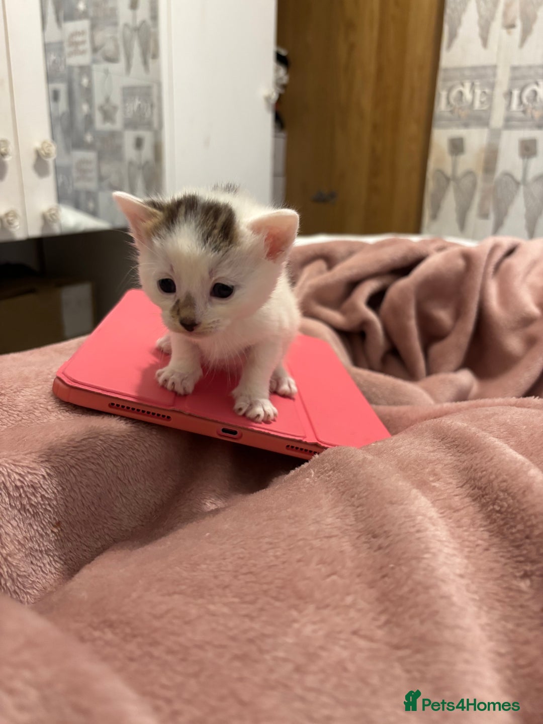 Domestic Shorthair cats for sale: New kittens available now - Image 5