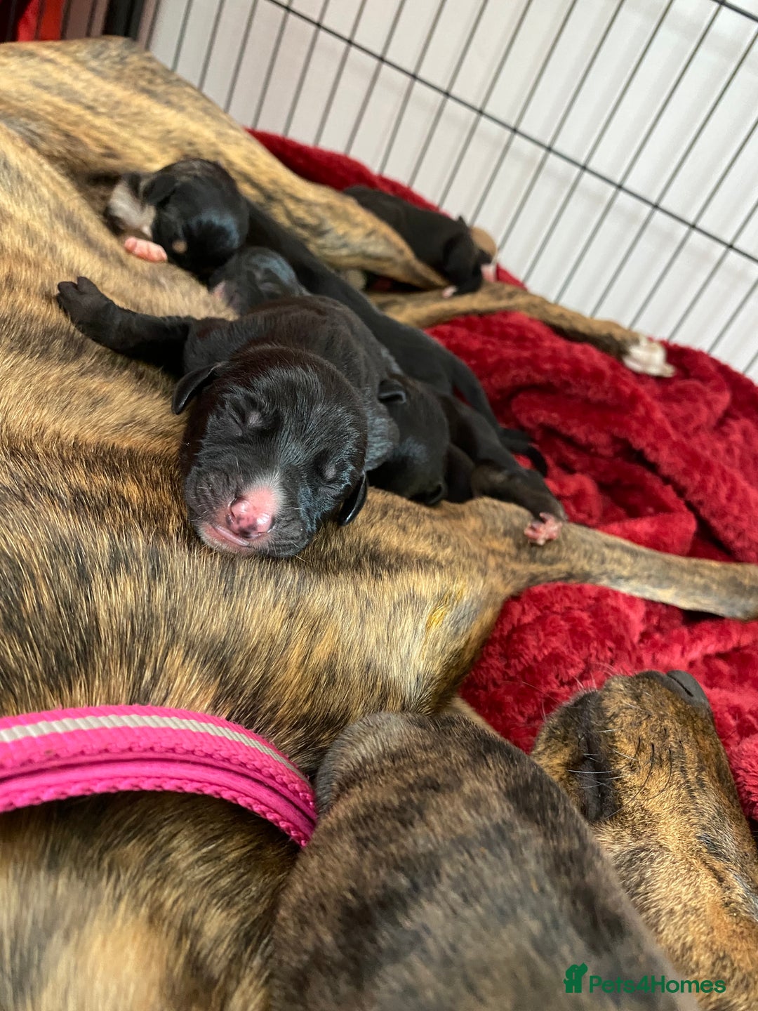Mixed Breed dogs for sale: Lurcher puppies  - Image 5