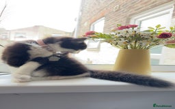 British Longhair cats for sale: Need to go asap - Image 6