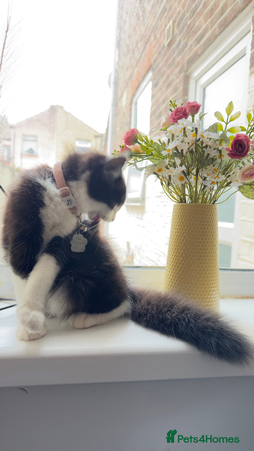 British Longhair cats for sale: Need to go asap - Image 6
