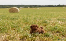 Toy Poodle dogs for sale: 🐩💖 Charming Toy Poodle Puppies for Sale 🐾✨ - Image 7